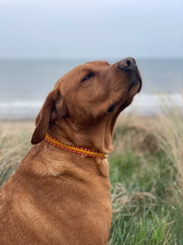 Sun Seeker Collars