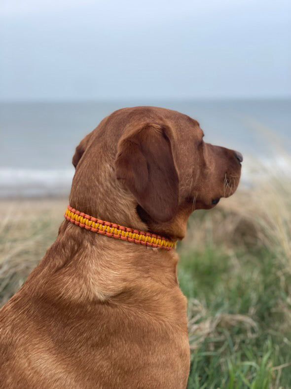 Sun Seeker Collars