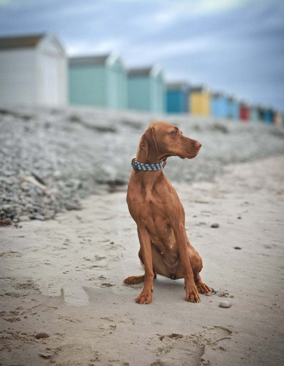 Trail Finder Collars