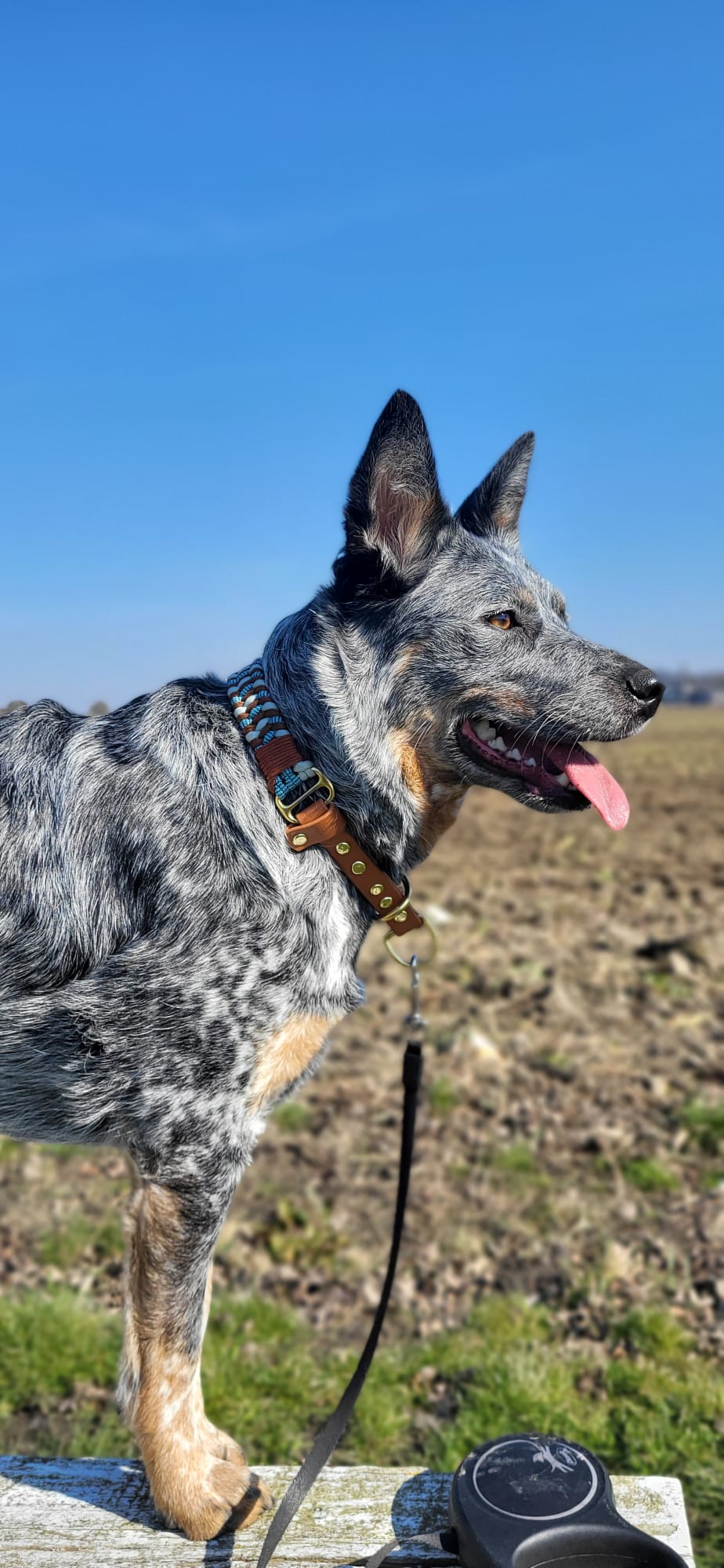 Trail Finder Collars