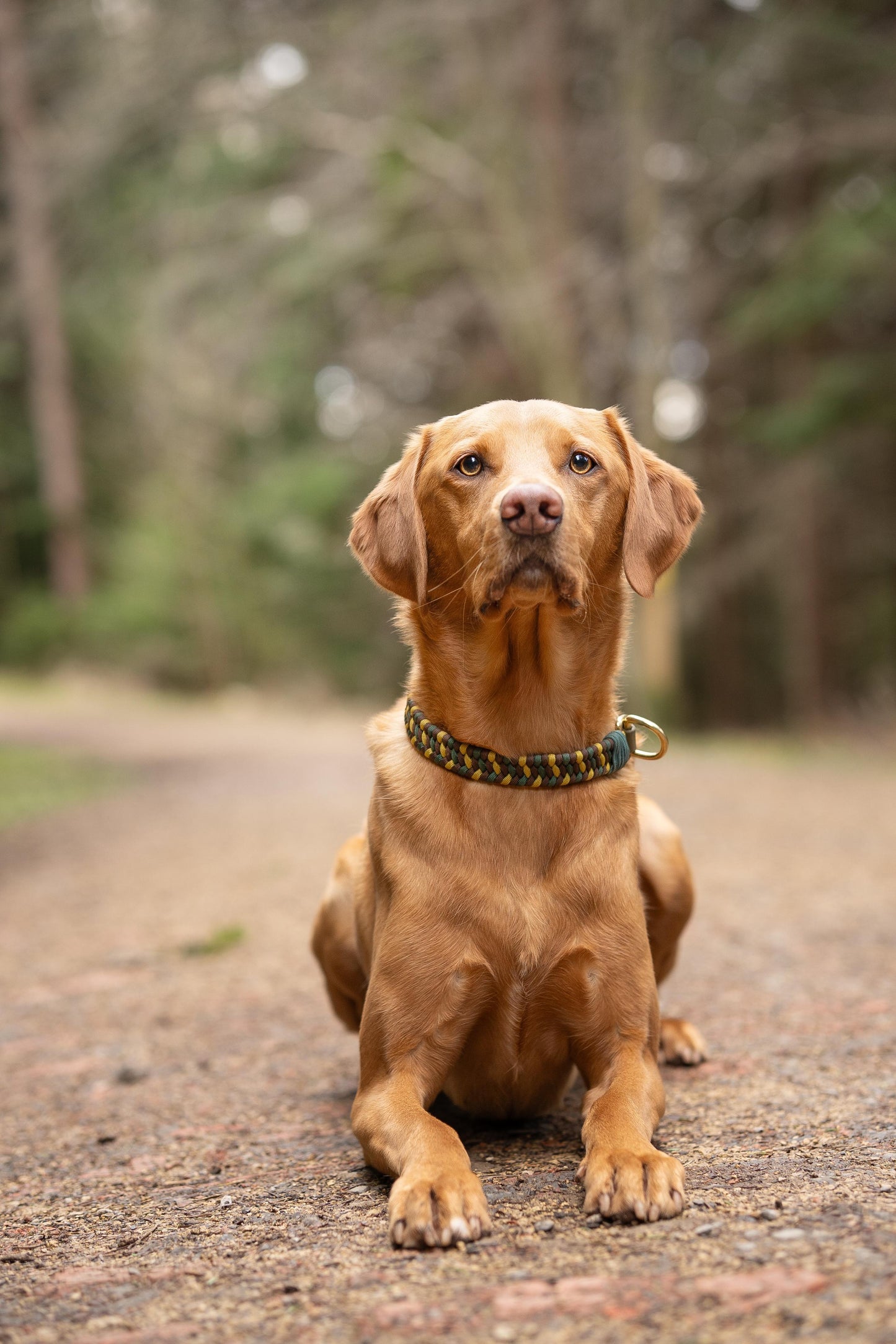 Woodland Explorer Collars