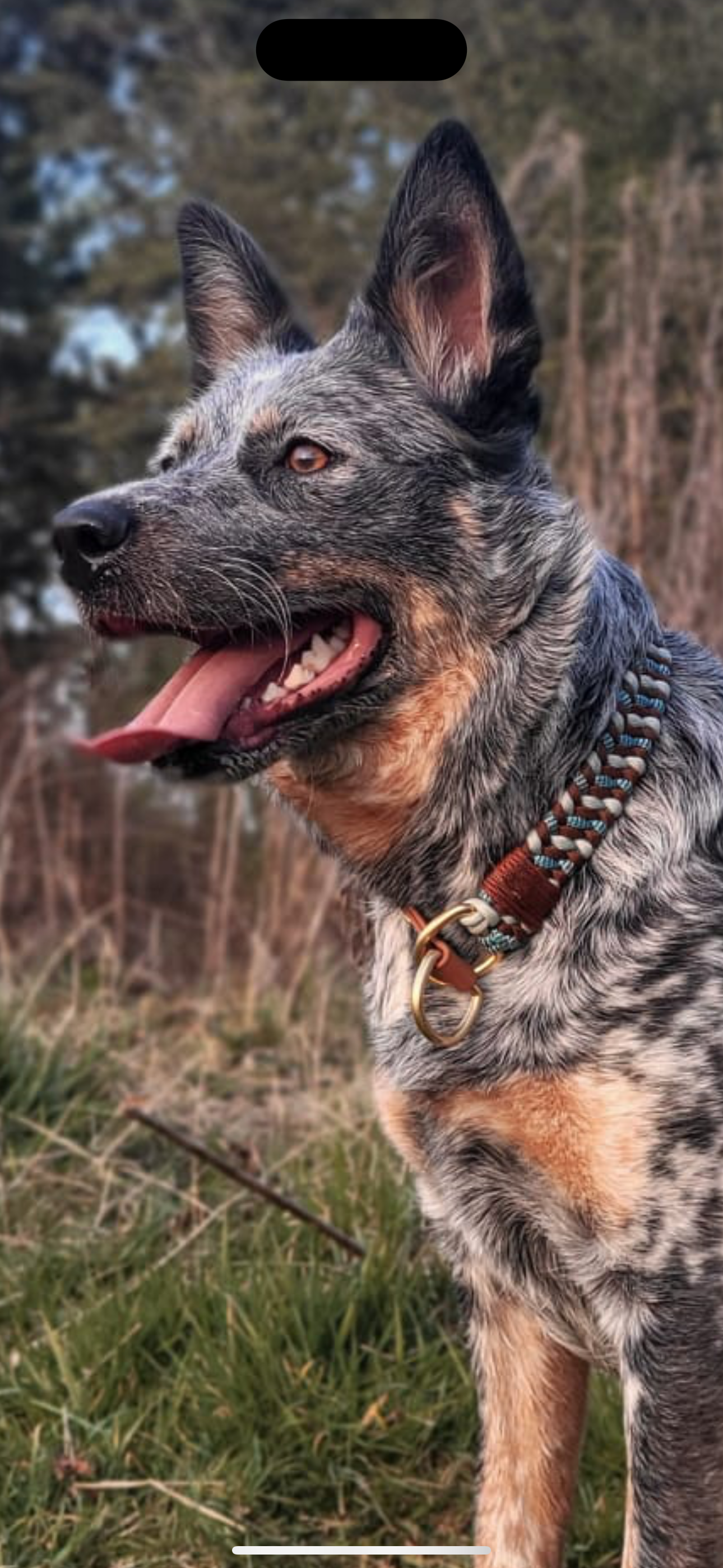 Trail Finder Collars