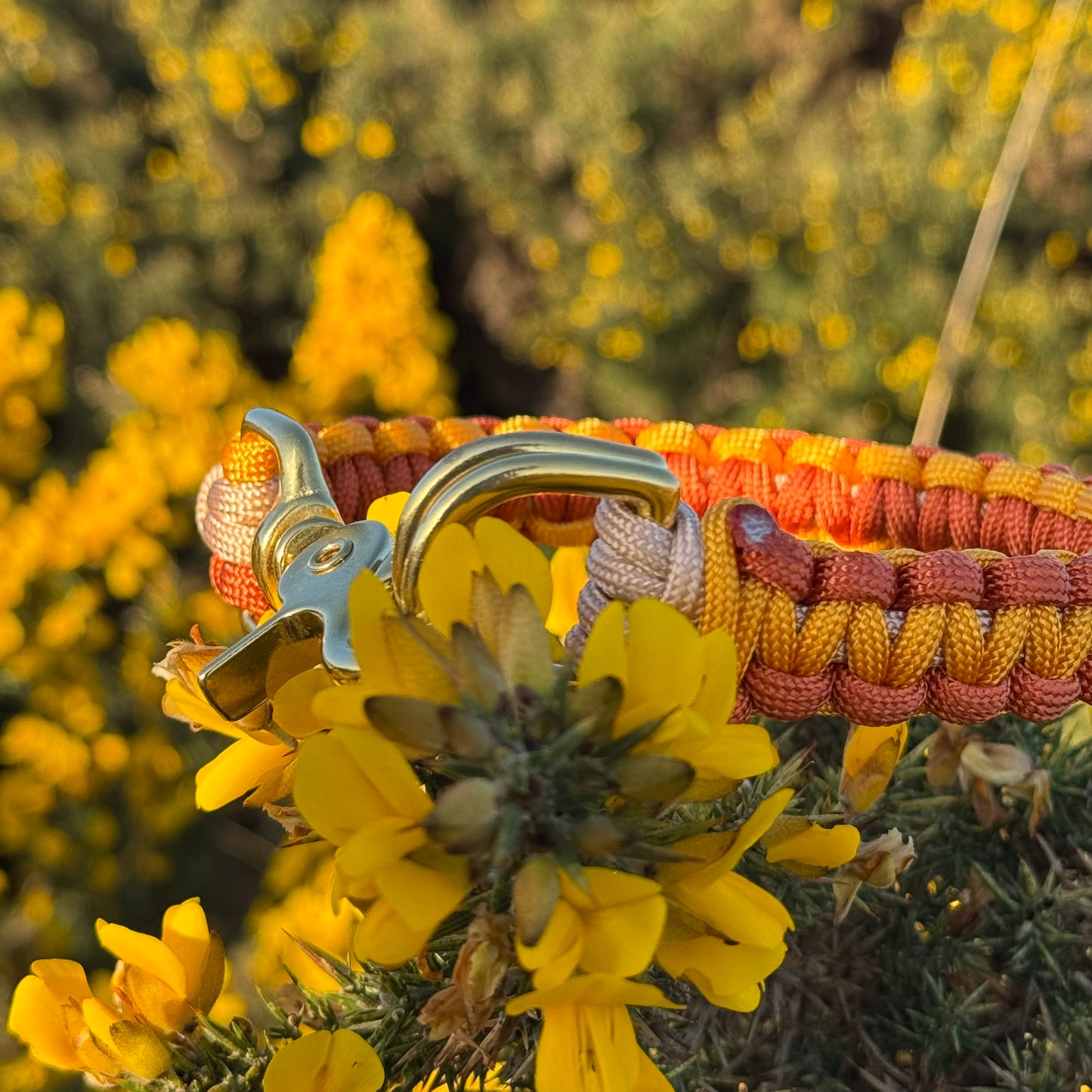 Sun Seeker Collars