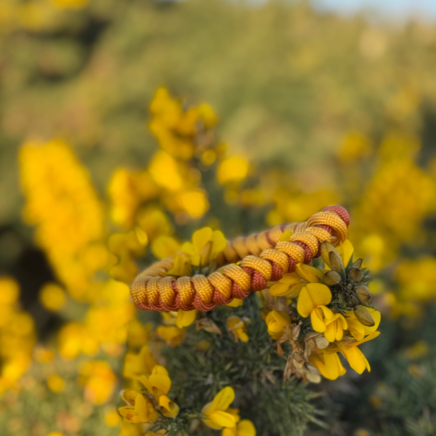 Sun Seeker - Bracelet