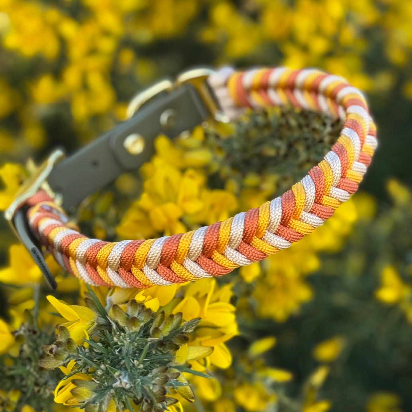 Sun Seeker Collars